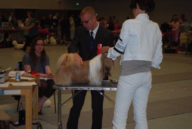Shih Tzu Danmark